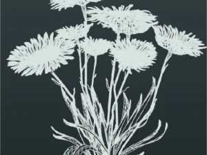 Aster alpinus 3D Modell