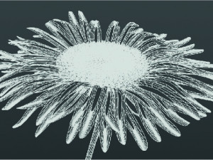 Aster alpinus 3D Модель