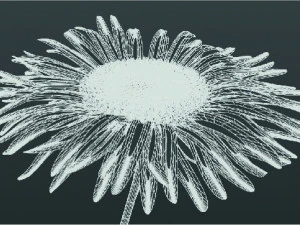 Aster alpinus 3D Modell