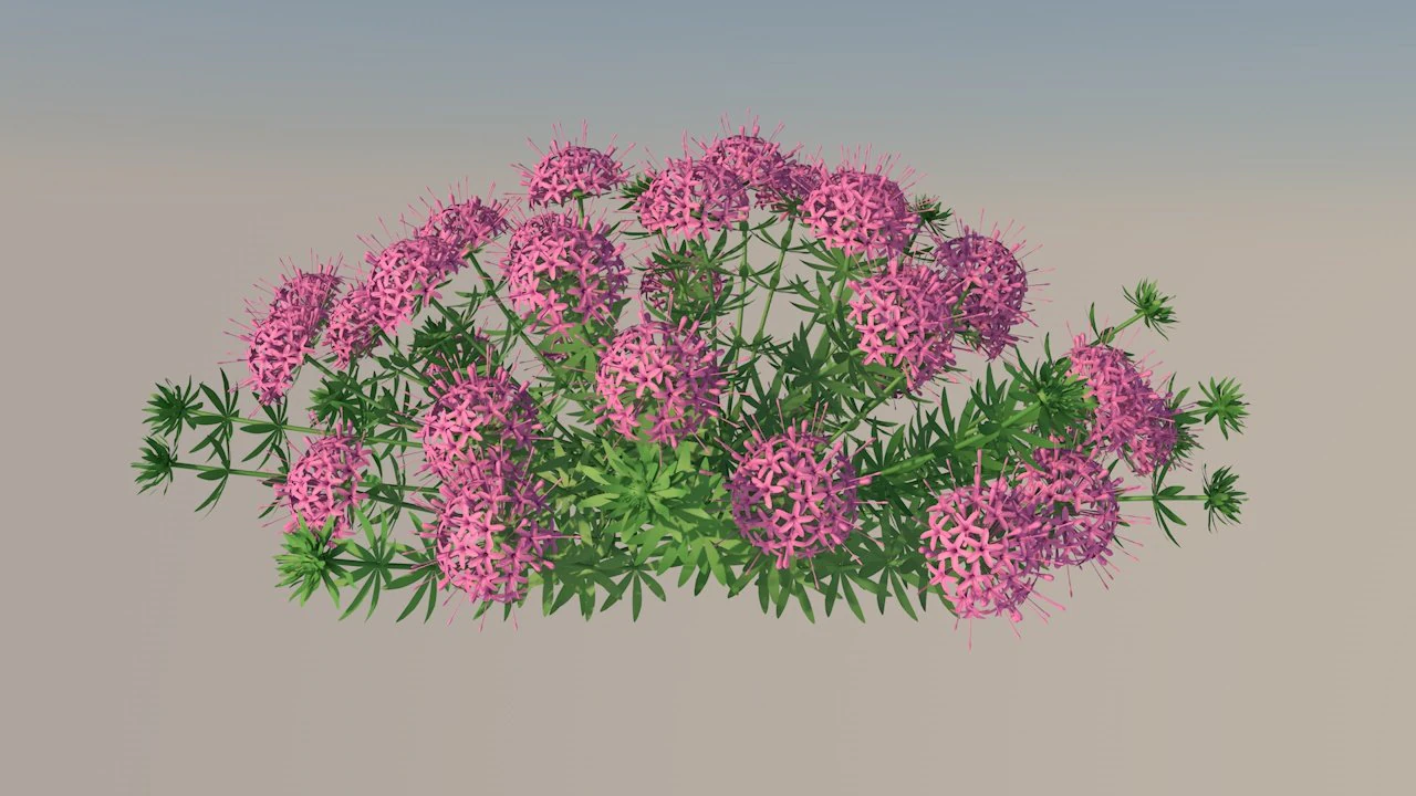 Phuopsis 3D Model .c4d .max .obj .3ds .fbx .stl .blend 