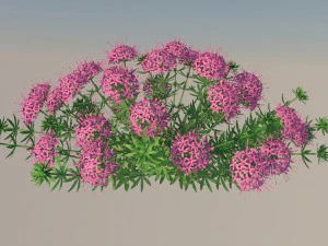 Phuopsis 3D Modell