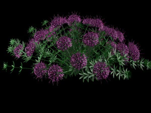 Phuopsis 3D Model