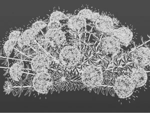 Phuopsis 3D Model