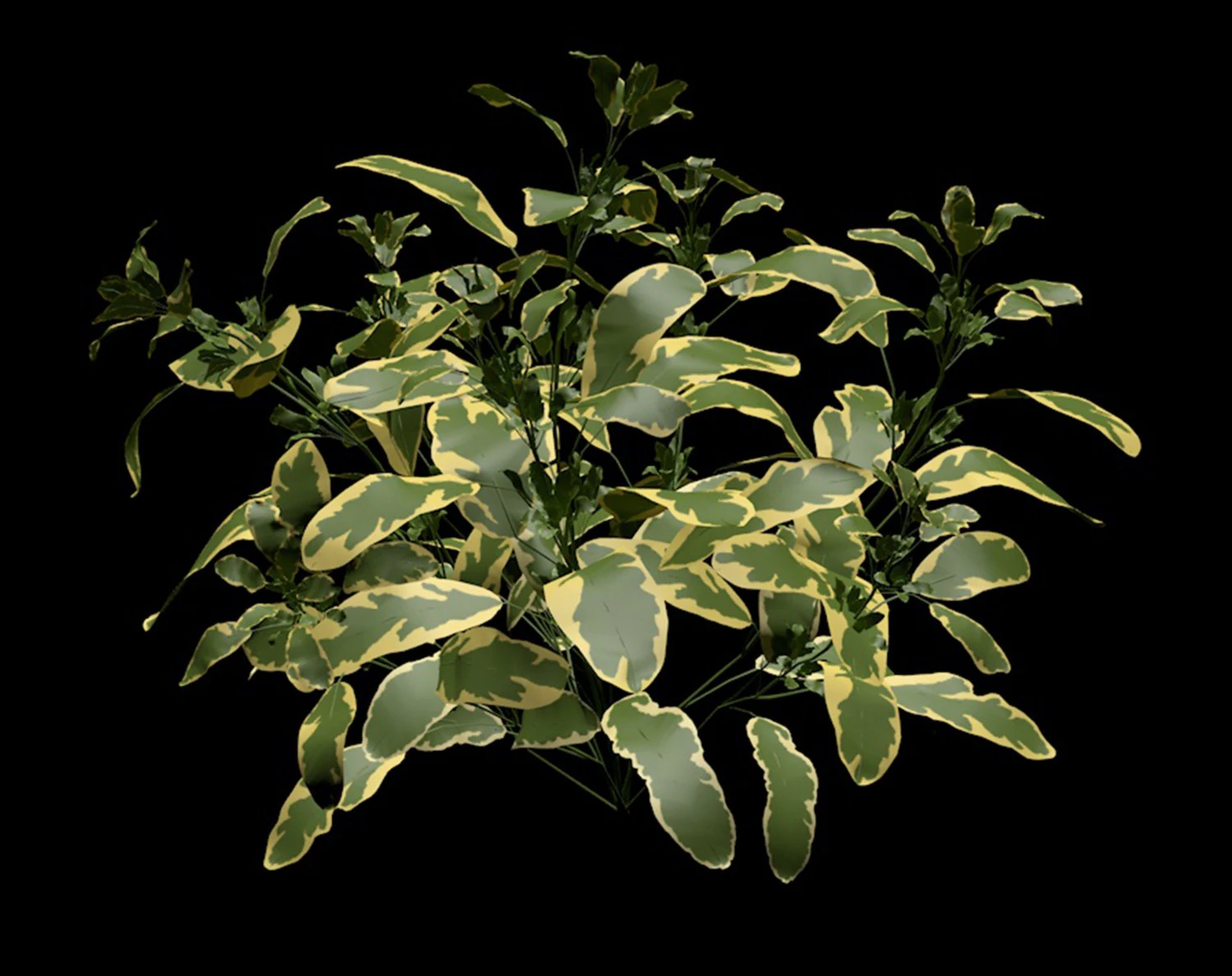 SALVIA OFFICINALIS VARIEGATA 3D Model .c4d .max .obj .3ds .fbx .stl .blend 