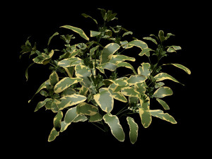 SALVIA OFFICINALIS VARIEGATA 3D Model