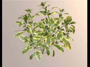SALVIA OFFICINALIS VARIEGATA 3D Model