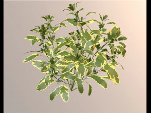 SALVIA OFFICINALIS VARIEGATA 3D Model
