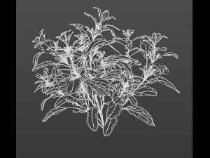 SALVIA OFFICINALIS VARIEGATA 3D Model