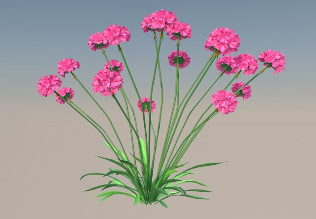 Armeria maritima Model 3D .c4d .max .obj .3ds .fbx .stl .blend 