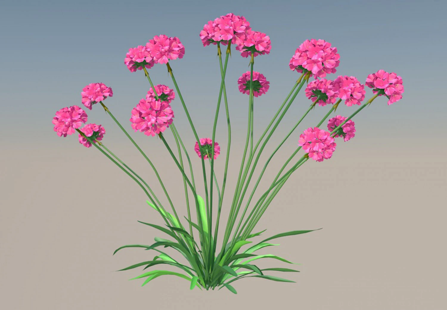 Armeria maritima 3D Model .c4d .max .obj .3ds .fbx .stl .blend 