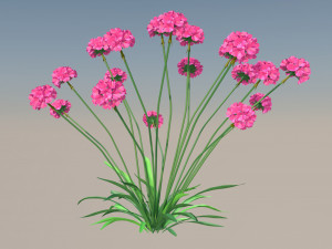 Armeria maritima 3D Модель