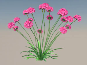 Armeria maritima 3D Modell