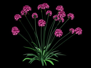 Armeria maritima Model 3D