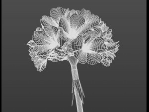Armeria maritima Model 3D