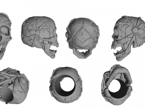 Skull with spiders 3D Model