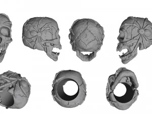 Czaszka z pająkami Model 3D
