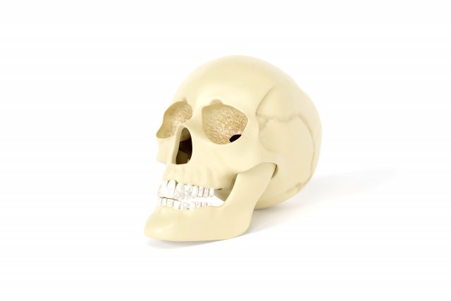 Human skull 3D Модель .c4d .max .obj .3ds .fbx .stl .blend 
