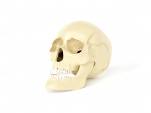 Human skull 3D 模型