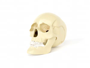 Crânio humano Modelo 3D