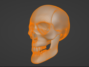 Human skull 3D Модель