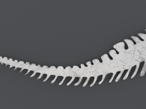 Dinosaur Skeleton - Printable 3D 프린트 모델