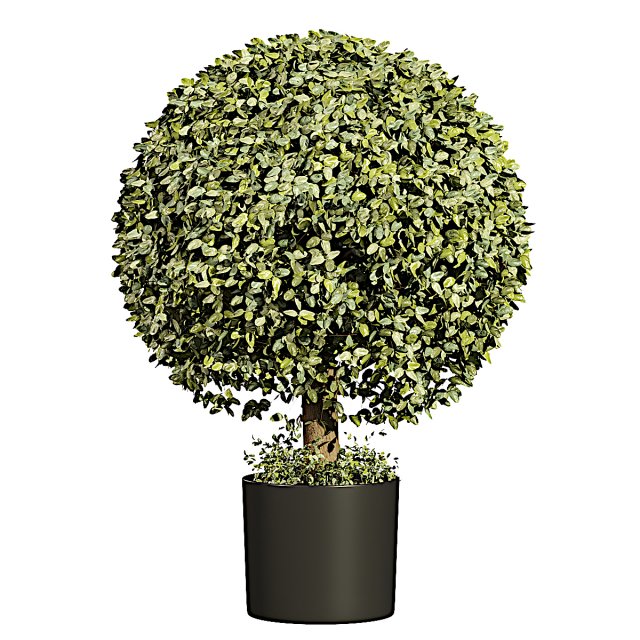 Boxwood Ball TopiaryGreen 3D Model .c4d .max .obj .3ds .fbx .stl .blend