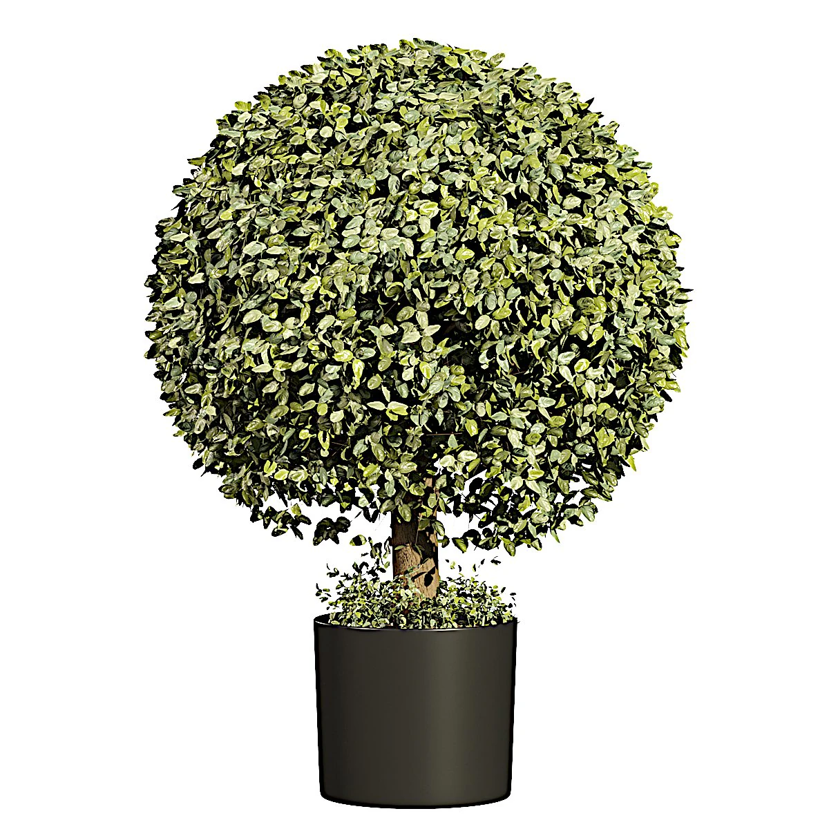 Boxwood Ball TopiaryGreen 3D Model .c4d .max .obj .3ds .fbx .stl .blend 