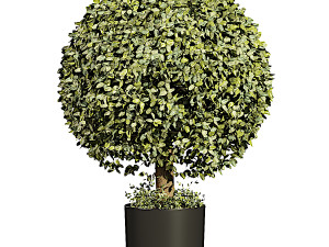 Boxwood Ball TopiaryGreen Modèle 3D