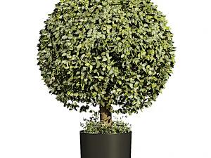 Boxwood Ball TopiaryGreen 3D Model