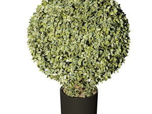 Boxwood Ball TopiaryGreen 3D Model