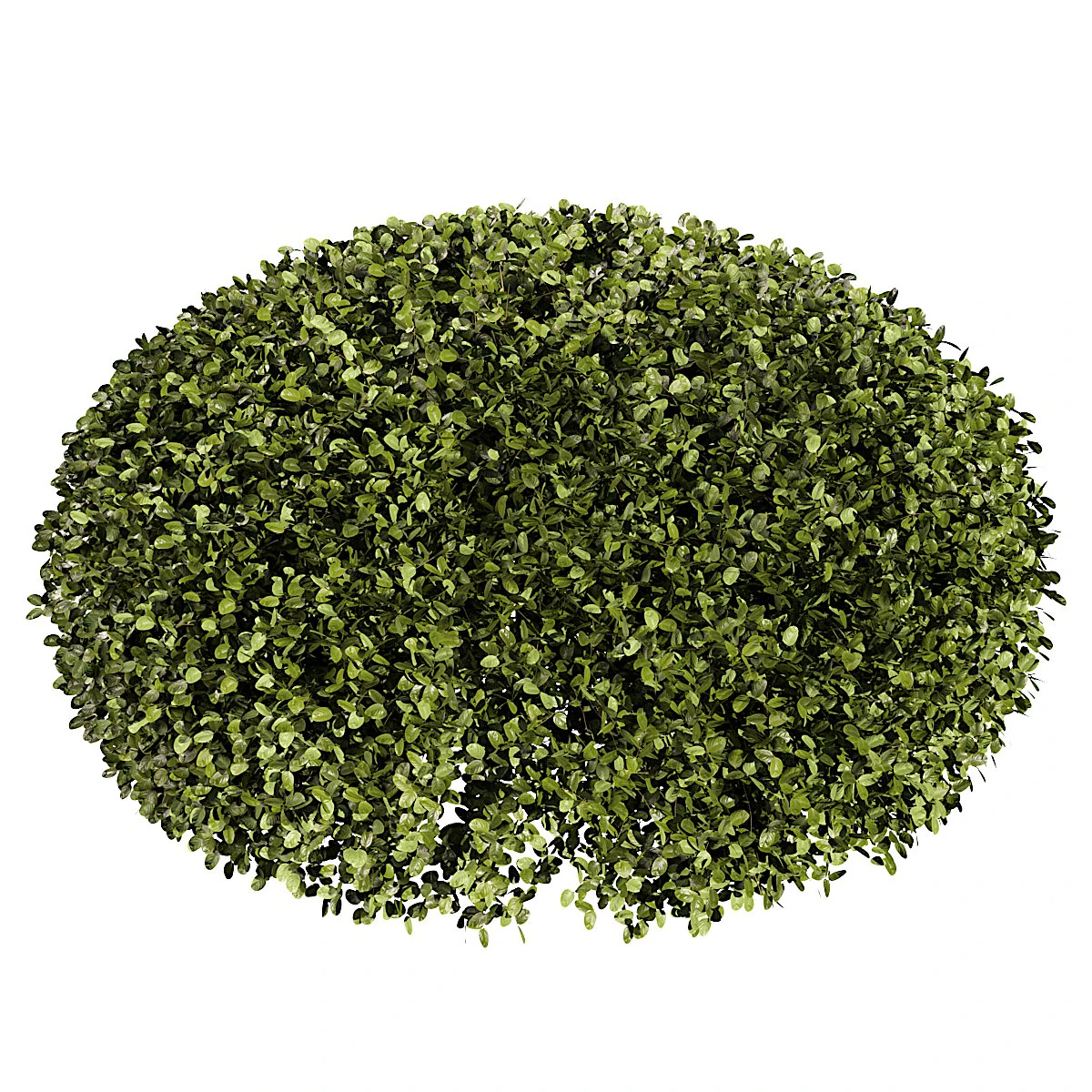 Artificial Boxwood Half Ball 3D Model .c4d .max .obj .3ds .fbx .stl .blend 