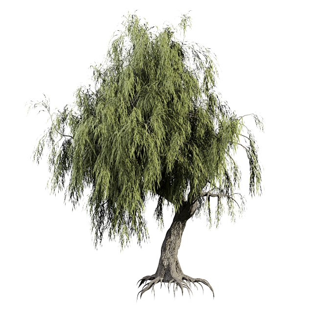 Weeping Willow-Tree Set 3D Model .c4d .max .obj .3ds .fbx .stl .blend 