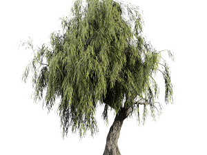 Weeping Willow-Tree Set 3D Model