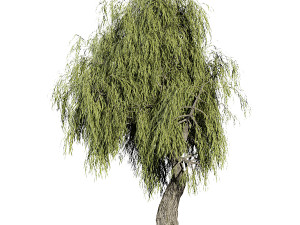 Weeping Willow-Tree Set 3D Model
