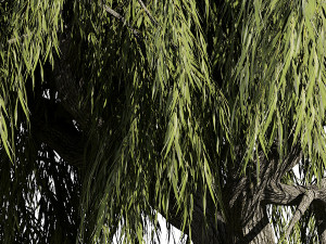 Weeping Willow-Tree Set 3D Model