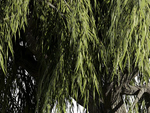Weeping Willow-Tree Set 3D Model