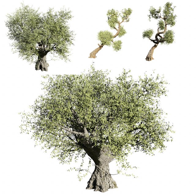 Olive tree 3D Model .c4d .max .obj .3ds .fbx .stl .blend 