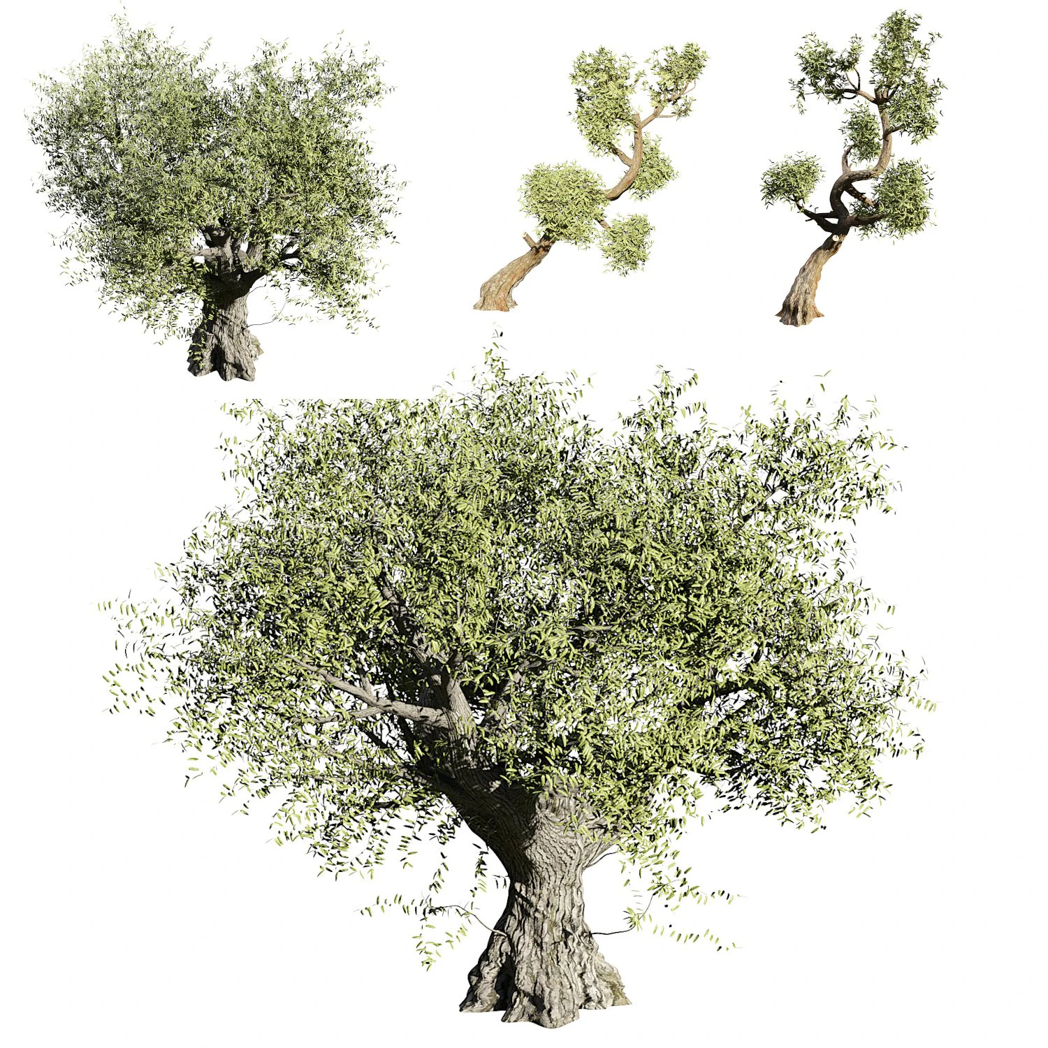 Olive tree 3D Model .c4d .max .obj .3ds .fbx .stl .blend