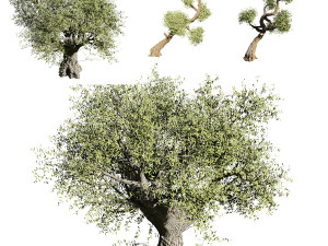 Olive tree 3D Model