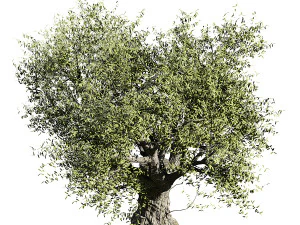 Olive tree 3D Model