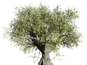 Olive tree 3D Model