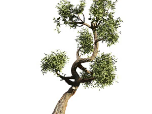 Olive tree 3D Model