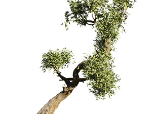 Olive tree 3D Model