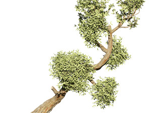 Olive tree 3D Model