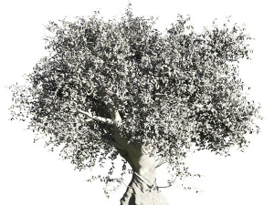 Olive tree 3D Model