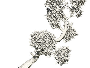 Olive tree 3D Model