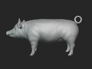 Świnia 3D Model 3D