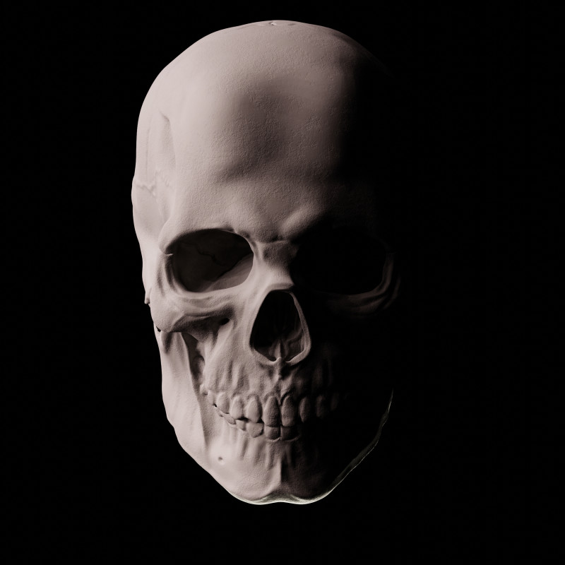 Human Skull 3D Sculpt 3D Model .c4d .max .obj .3ds .fbx .stl .blend