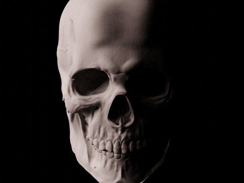 Human Skull 3D Sculpt 3D 模型