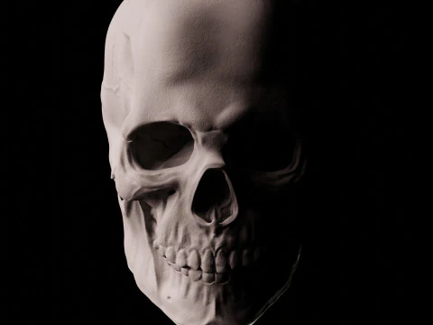 Human Skull 3D Sculpt 3D Model